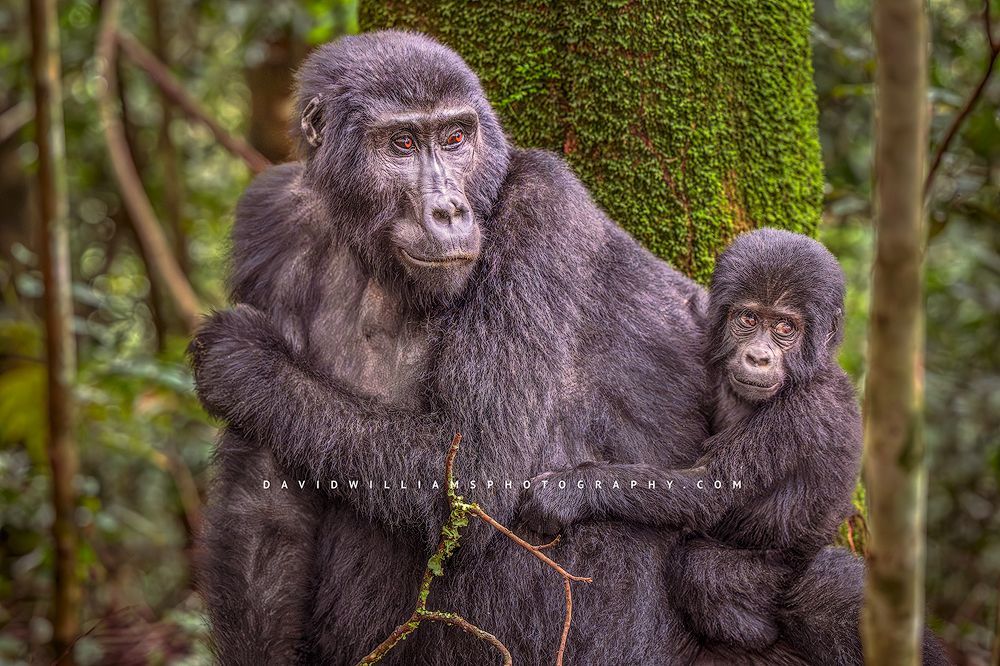 Before We Met the&nbsp;Gorillas