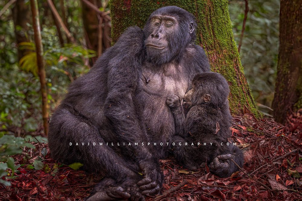 Mountain gorilla mother holding her nursing baby in Uganda.